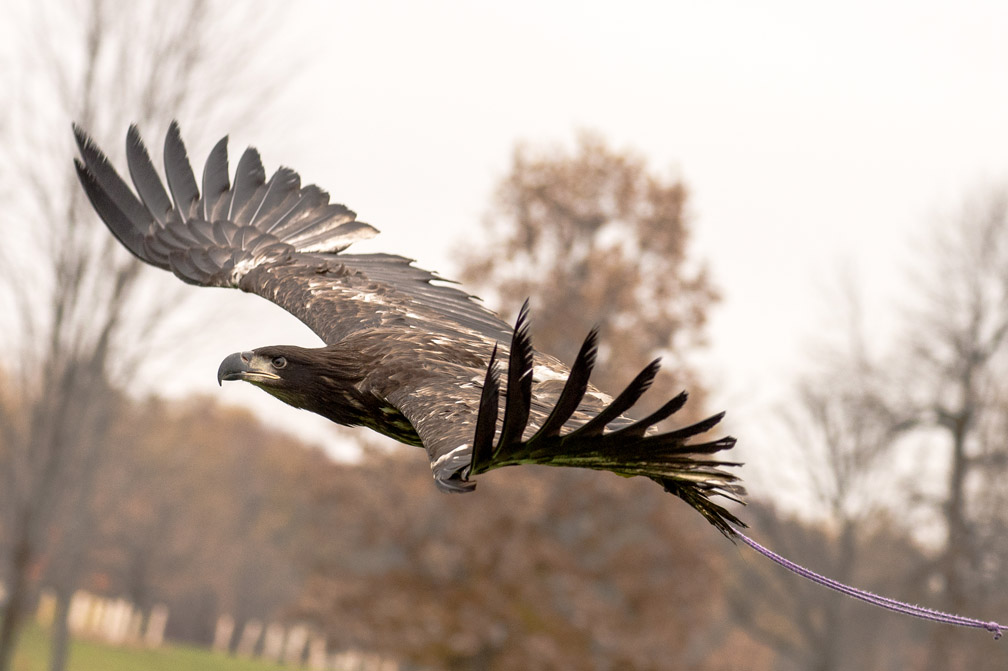 A juvenile bald eagle flies after being released at Como Regional Park in St. Paul, Minn., as part of its rehabilitation on Wednesday, November 4, 2015. Volunteers from The Raptor Center bring birds out for test flights once a week to start with, an