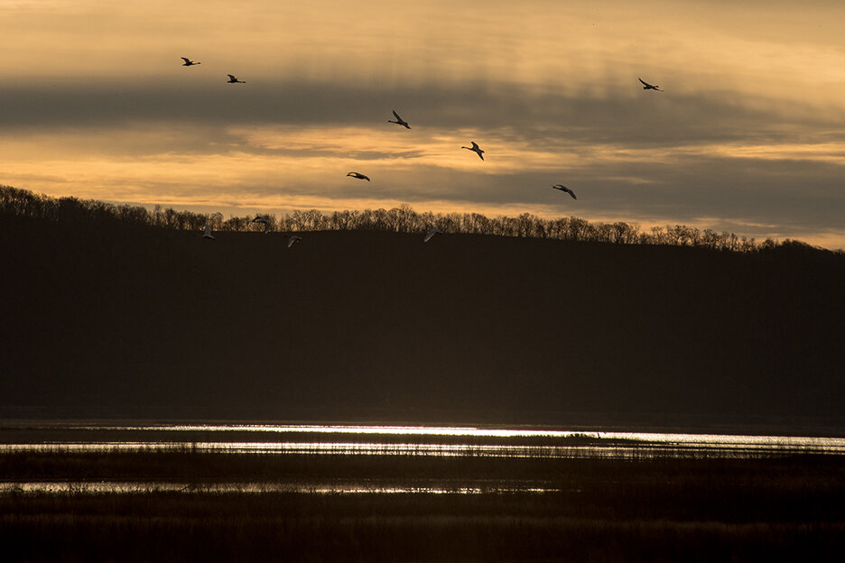 Migrating tundra swans on the Mississippi River near Brownsville, MN.