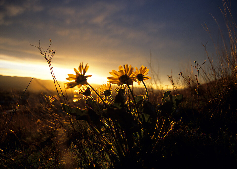Arrowleaf balsamroot, western Montana.