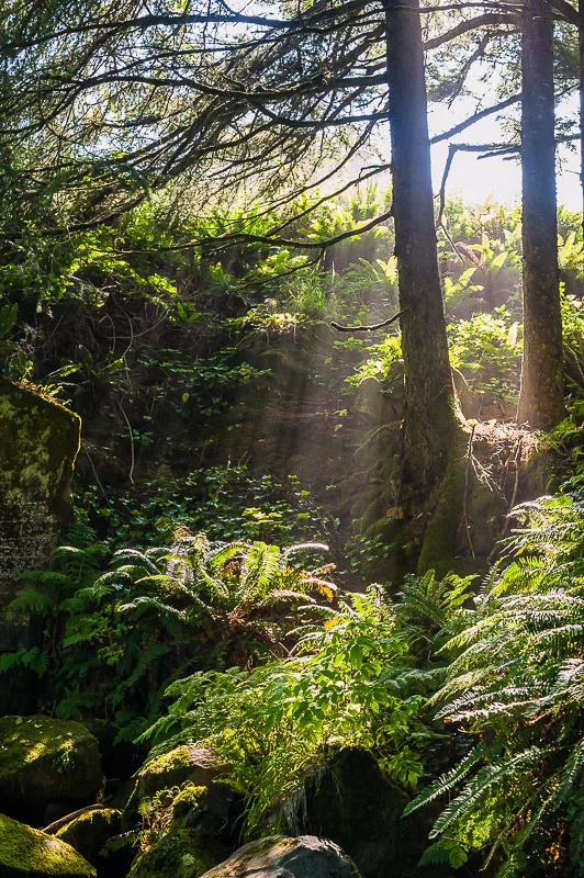 2014_01_oregon-3.jpg