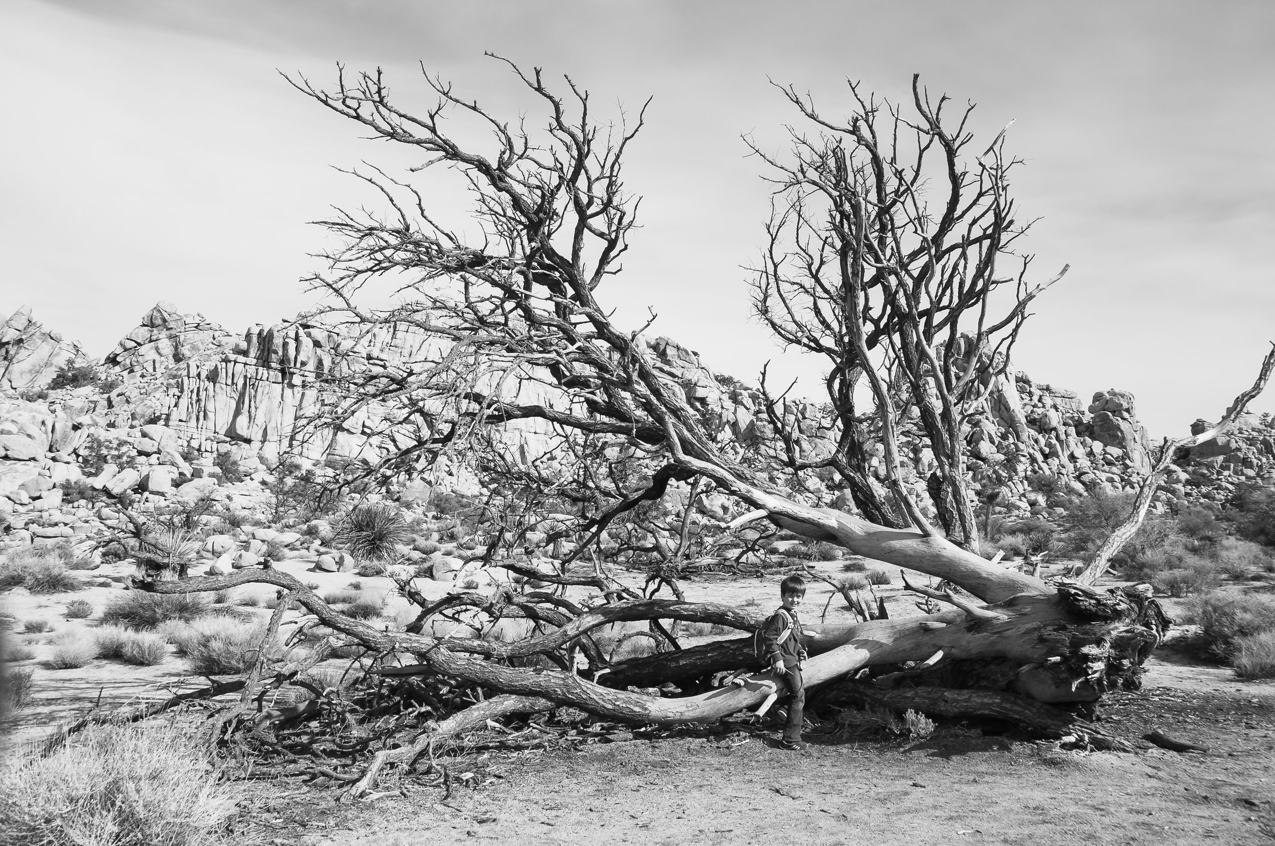 20160116-Joshua-Tree-National-Park-68.jpg