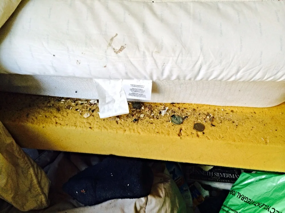 A filthy environment will make the Bed Bugs blend in better! Keep clean and vigilante to prevent an infestation.