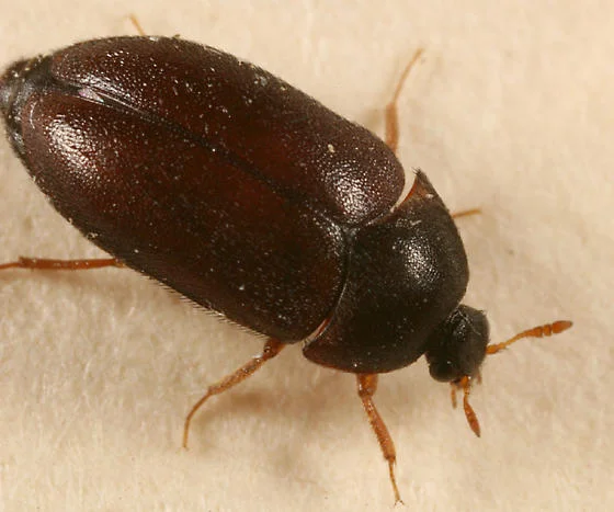 Above Image: Black Carpet Beatle