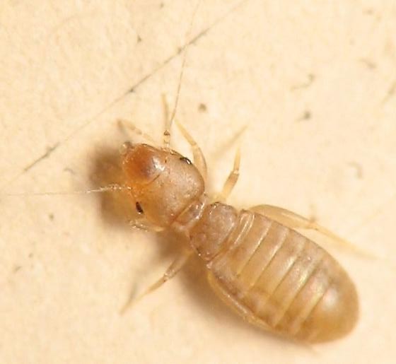 Above Image: Book Louse