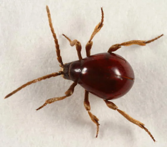 Above Image: Spider Beatle