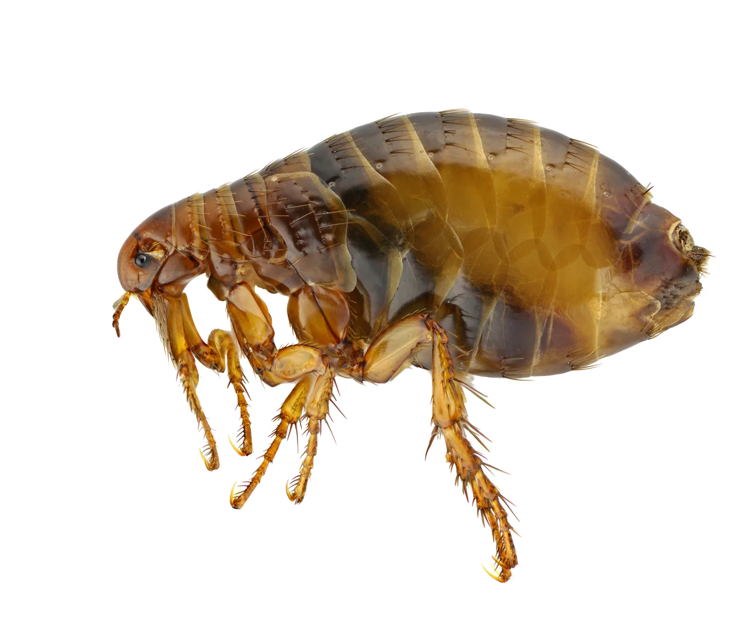 Above Image: Flea