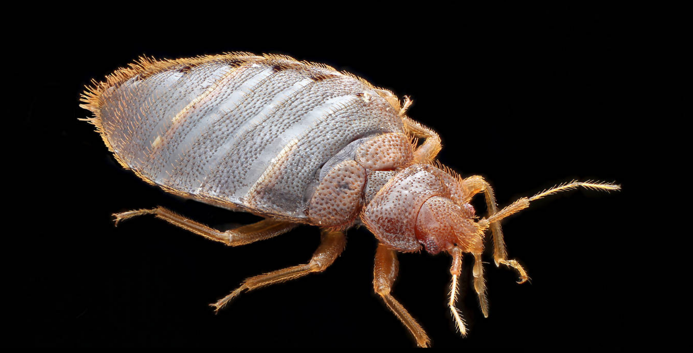 NYC is one of the most Bed Bug infested cities in the country! The top 10 Bed Bug infested