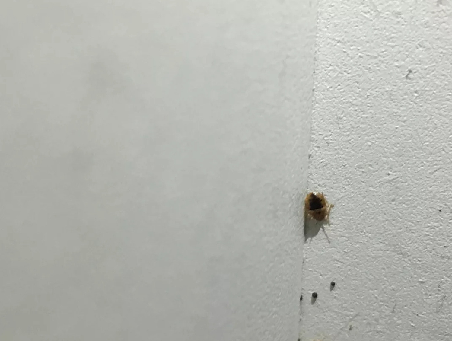 Another Airbnb guest says she took this photo of a bedbug on the wall in her rental.