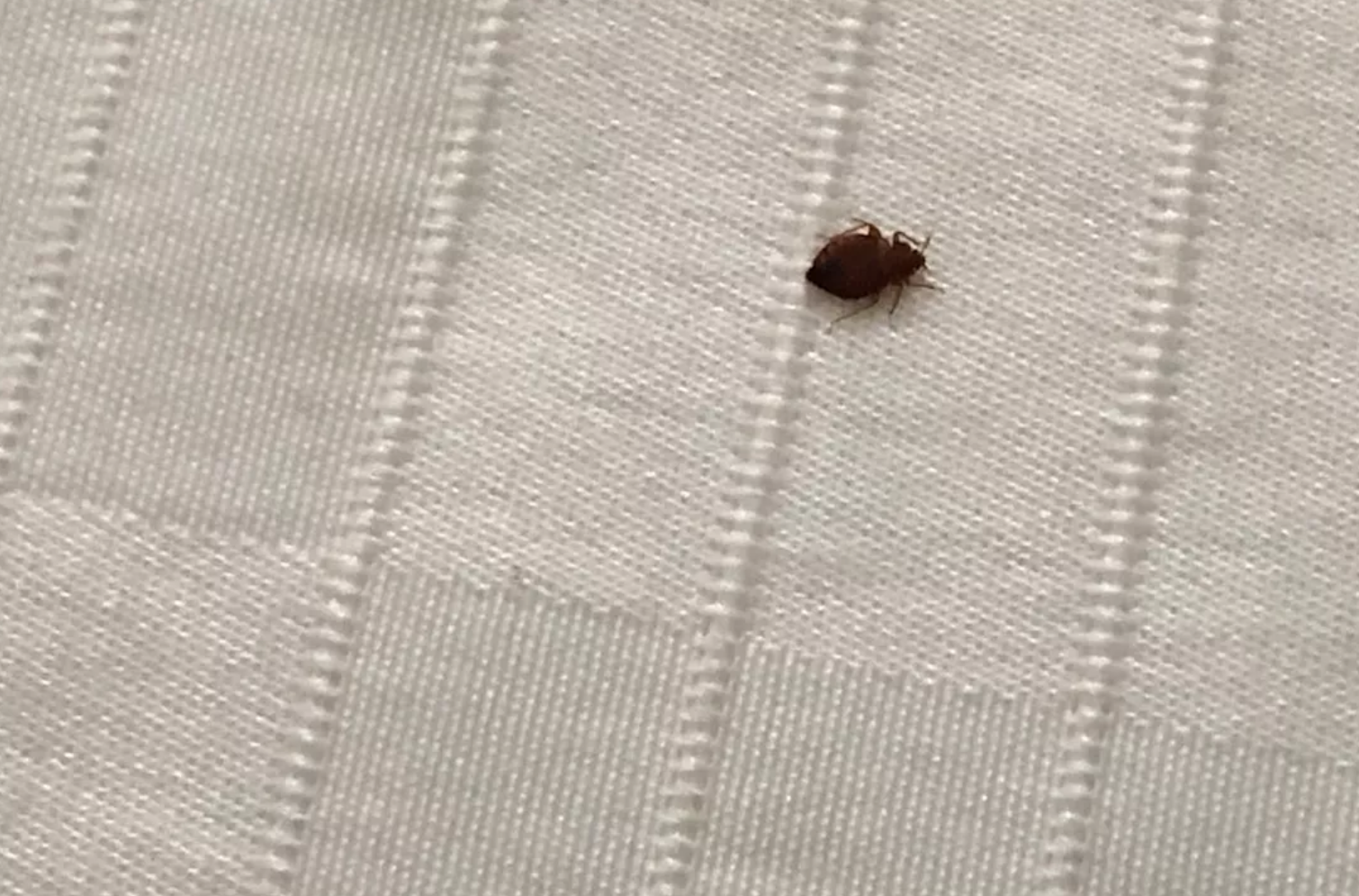 An Airbnb guest says she took this photo of a bedbug crawling across a rental's bedspread.