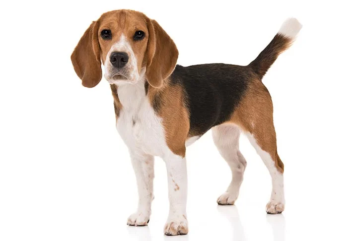 Beagle.jpg