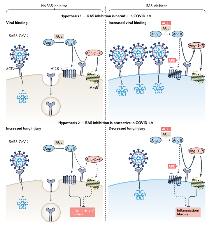 South et al, 2020: Controversies of renin–angiotensin system inhibition during the COVID-19 pandemic