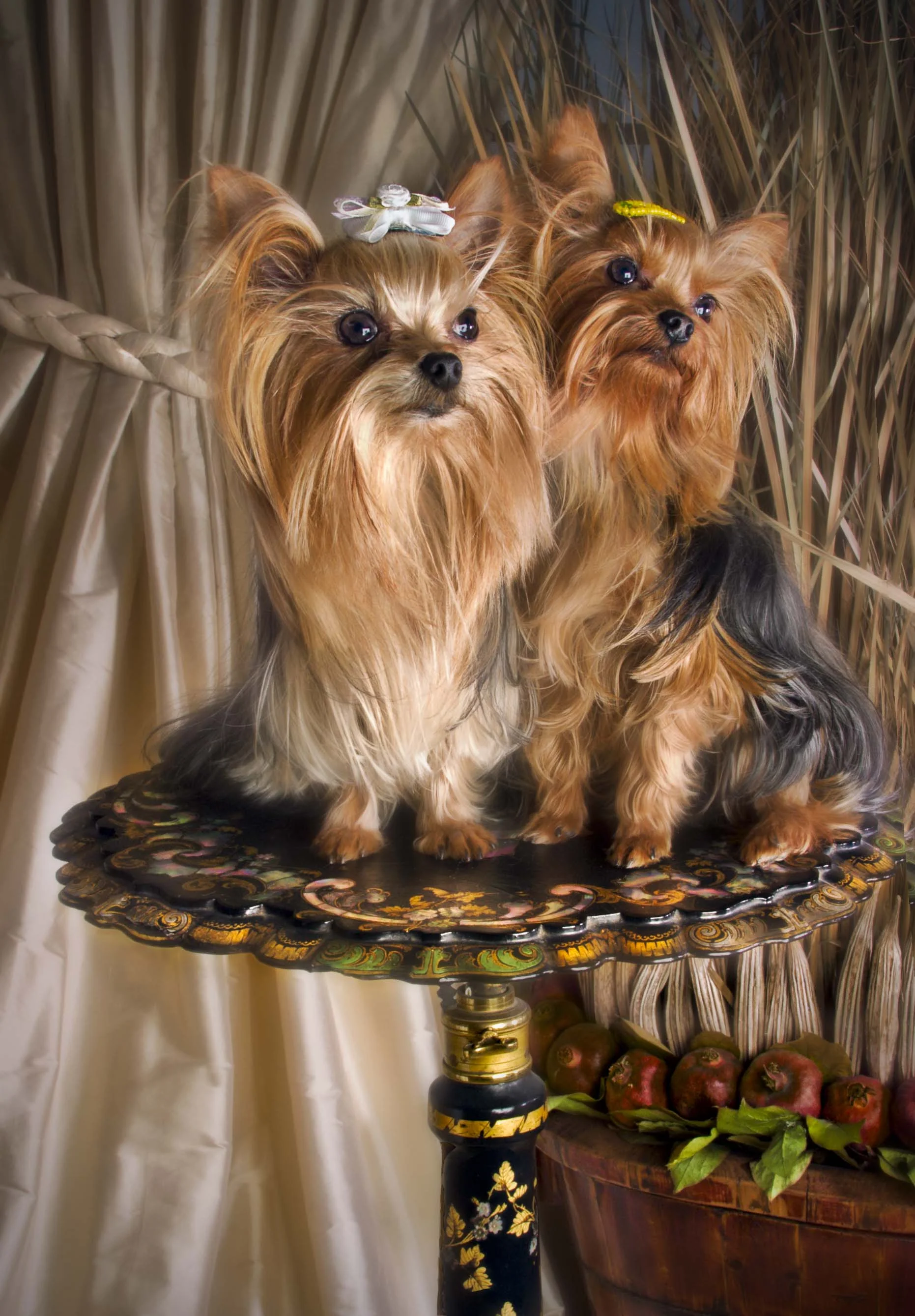 YORKSHIRE TERRIERS YORKIE ENGLAND