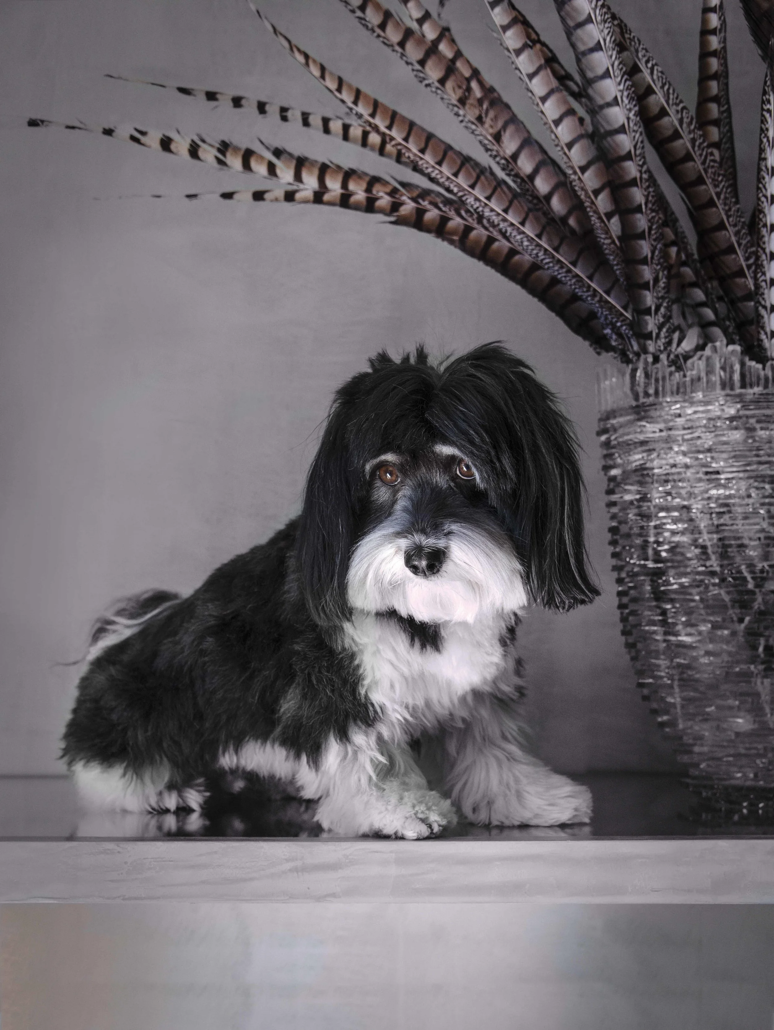 HAVANESE royal dog