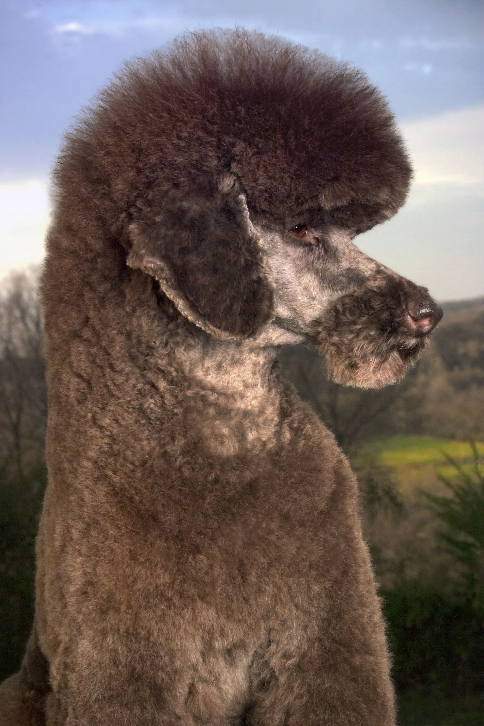 Poodle 9132Redo.jpg
