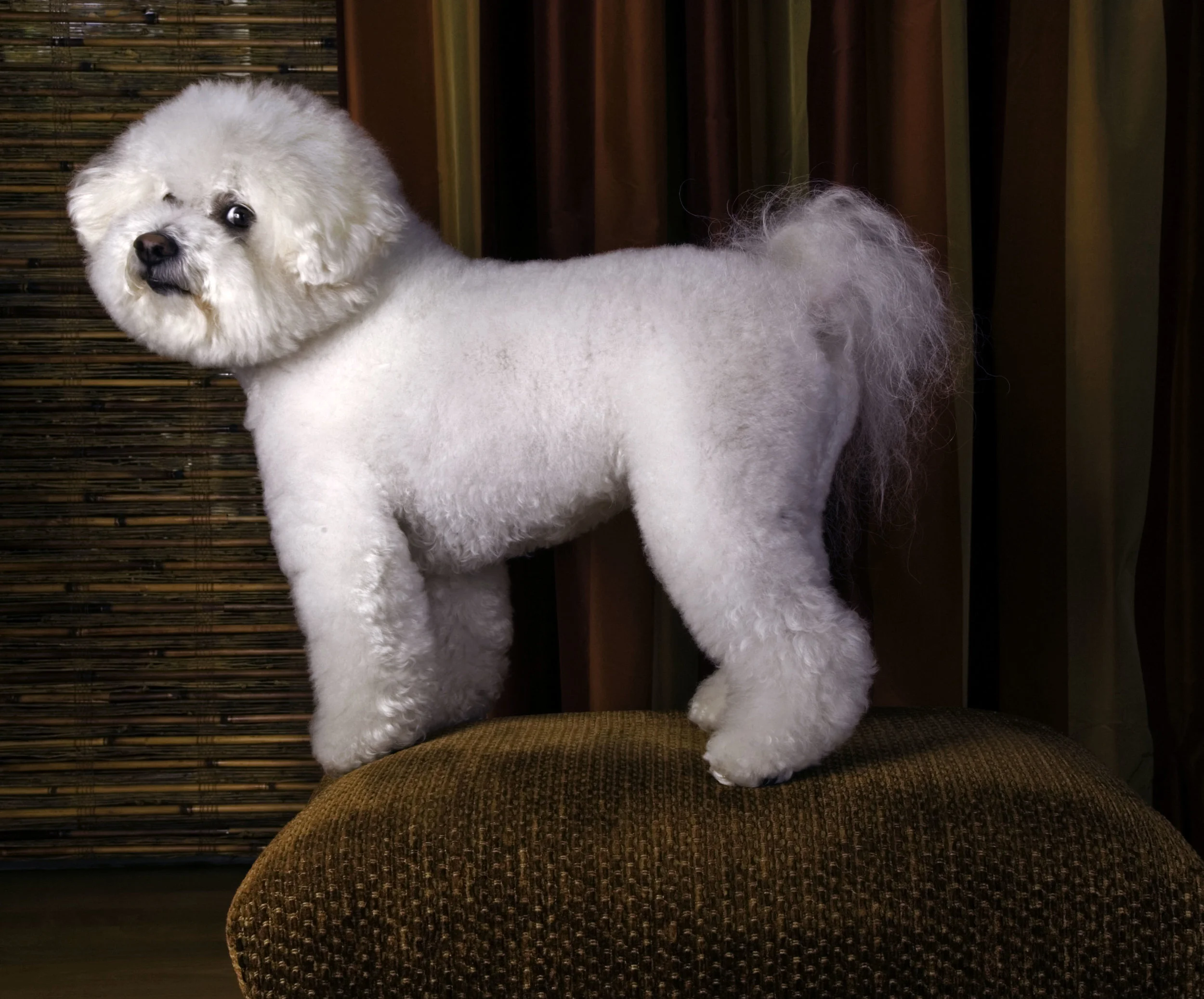 Bichon redo.jpg