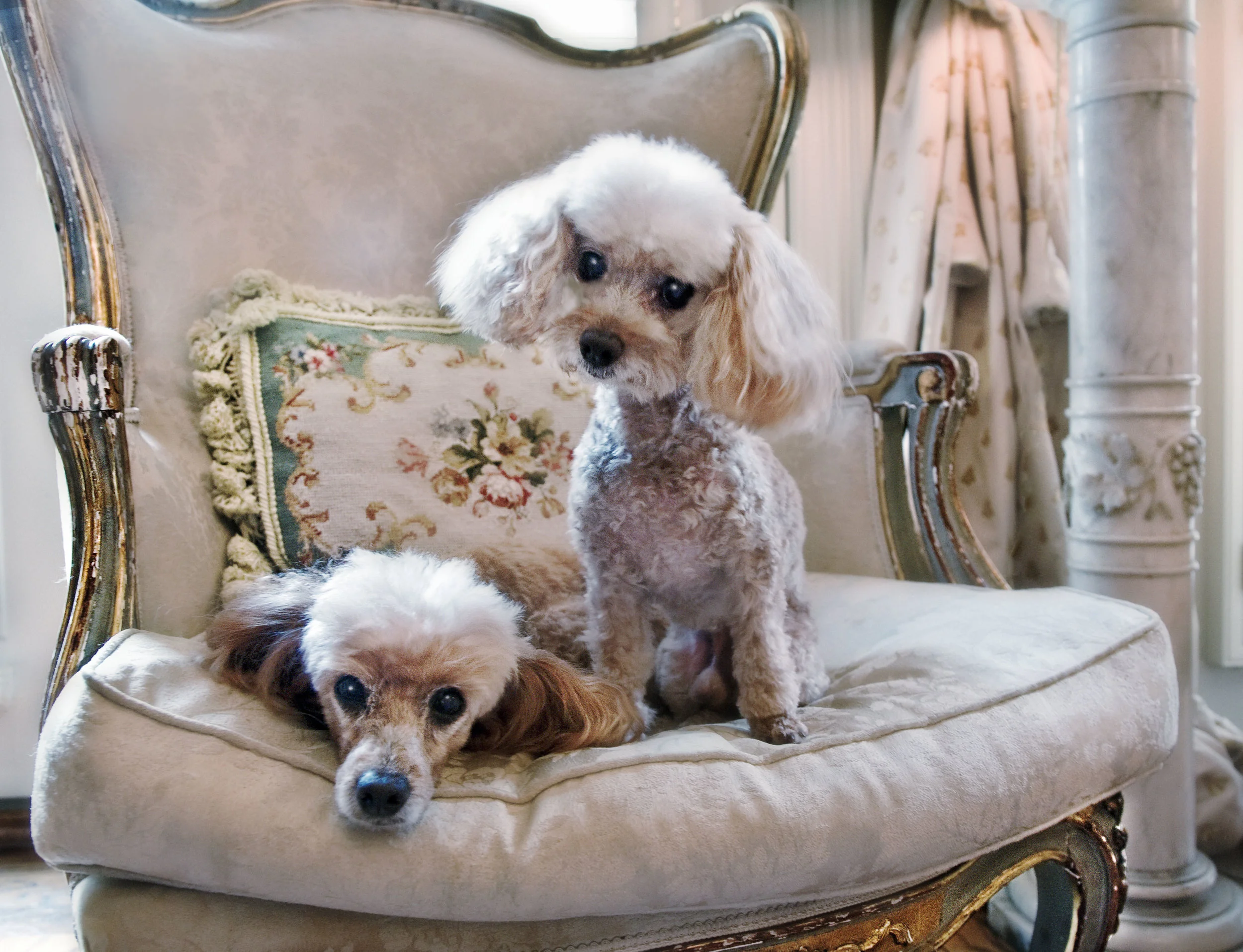two poodles2640.jpg