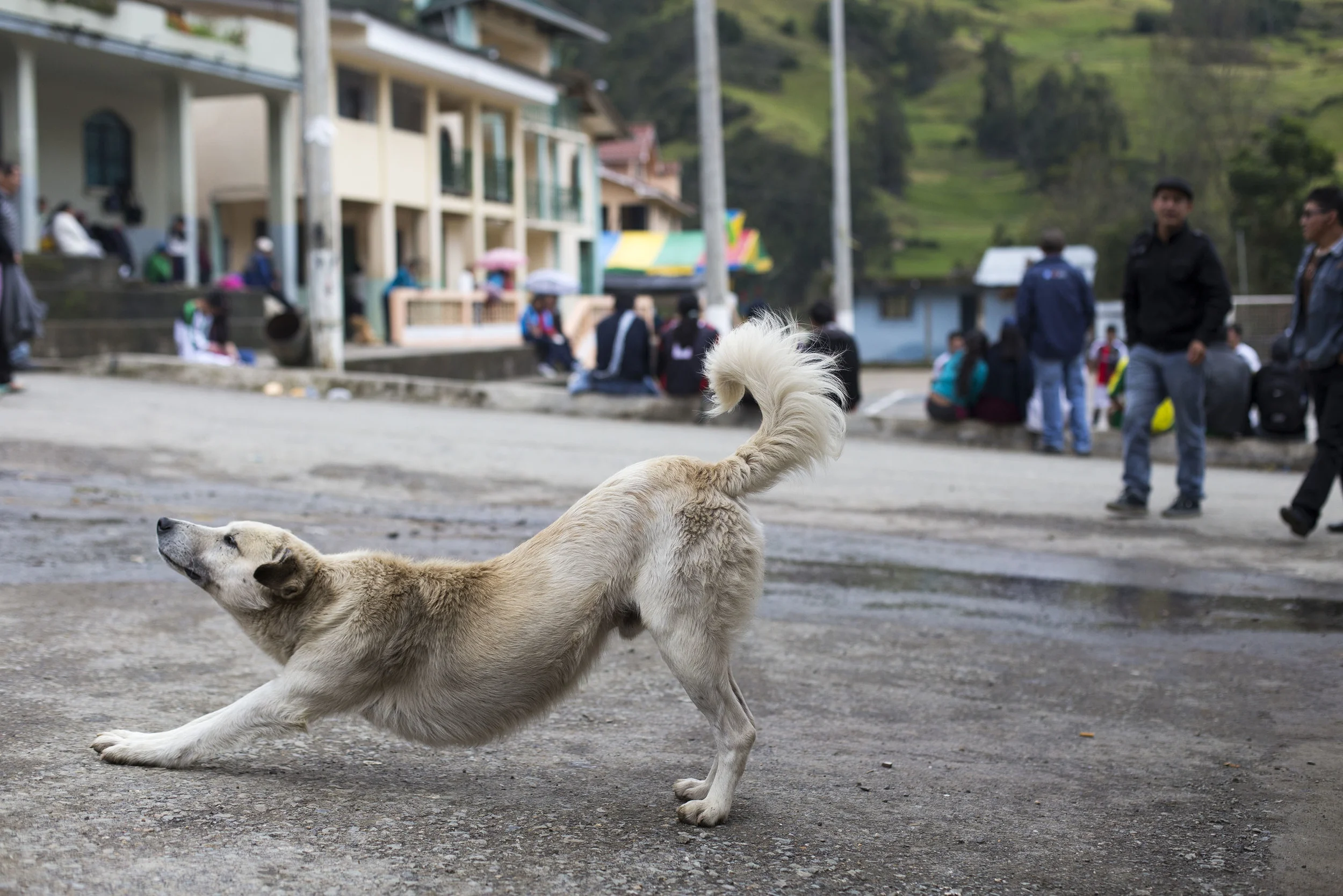 Stray dogs are everywhere in Ecuador.