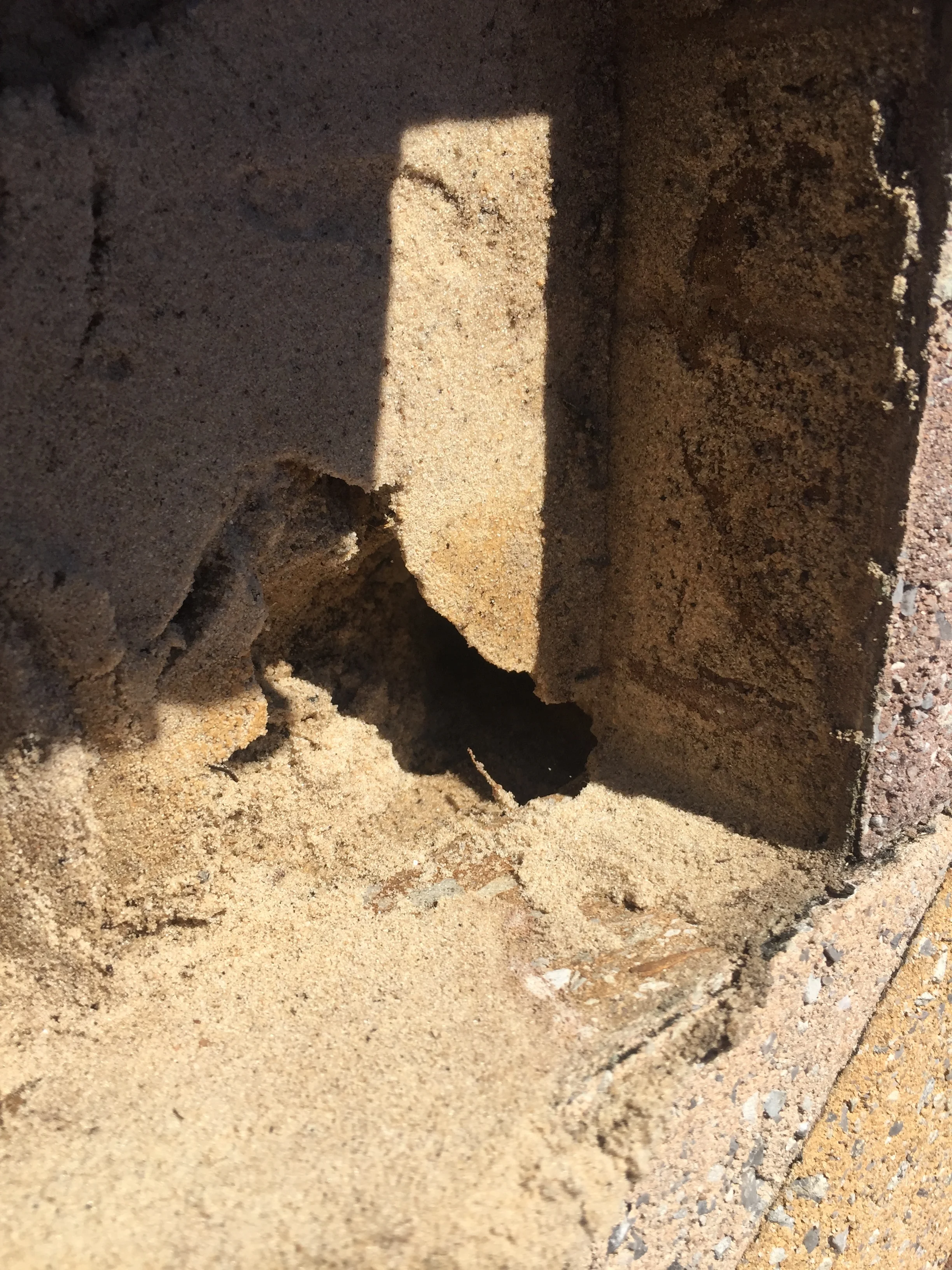 Ants under Pavers — JWWProperties