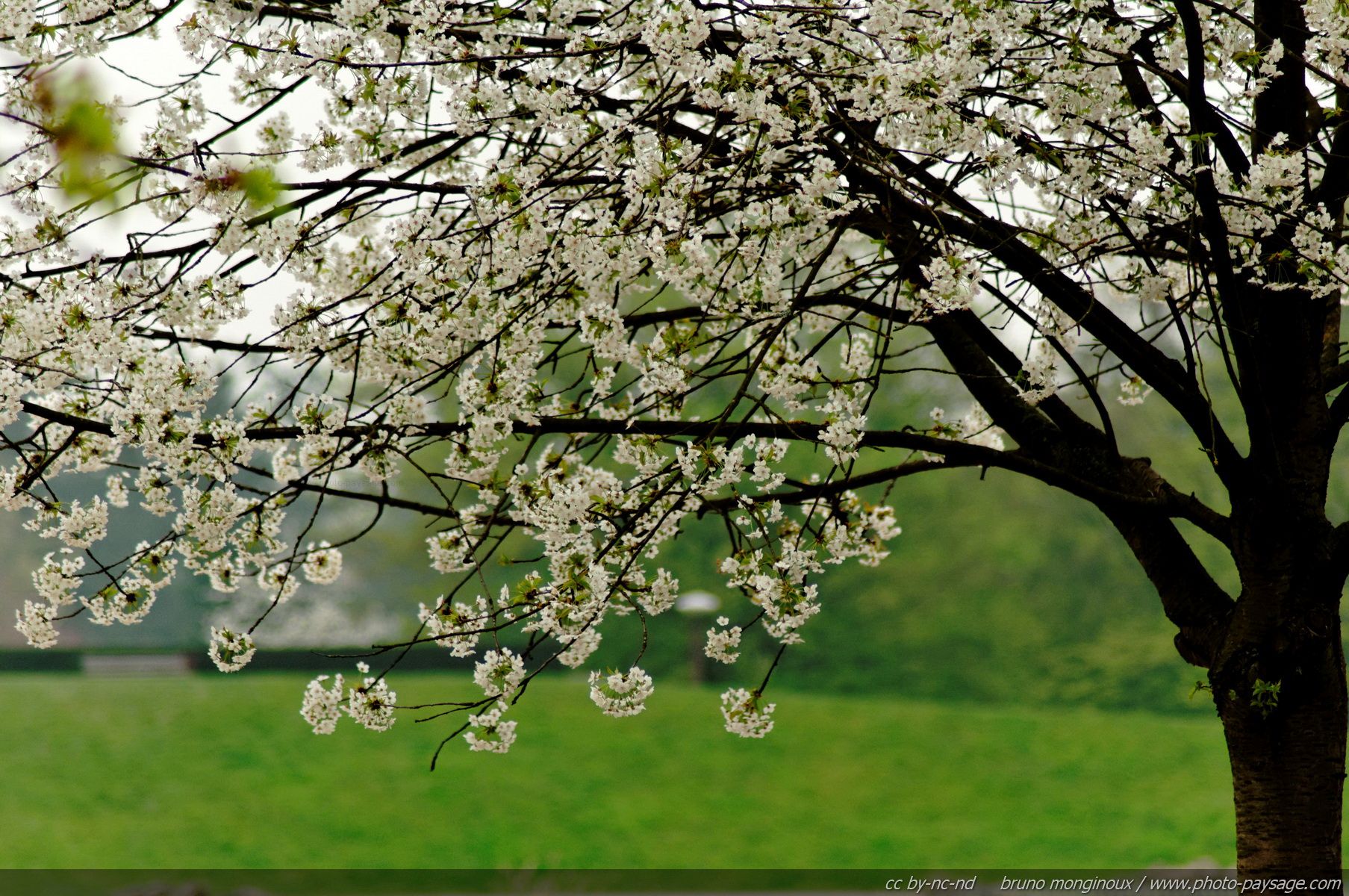 normal-first-flowering-trees-of-spring-01-first-flowering-trees1807-x-1200-453-kb-jpeg-x.jpg
