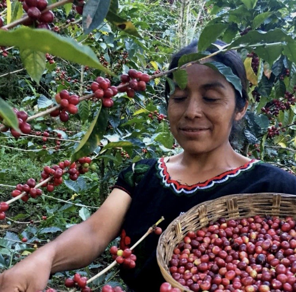 MexicanChiapas.jpeg