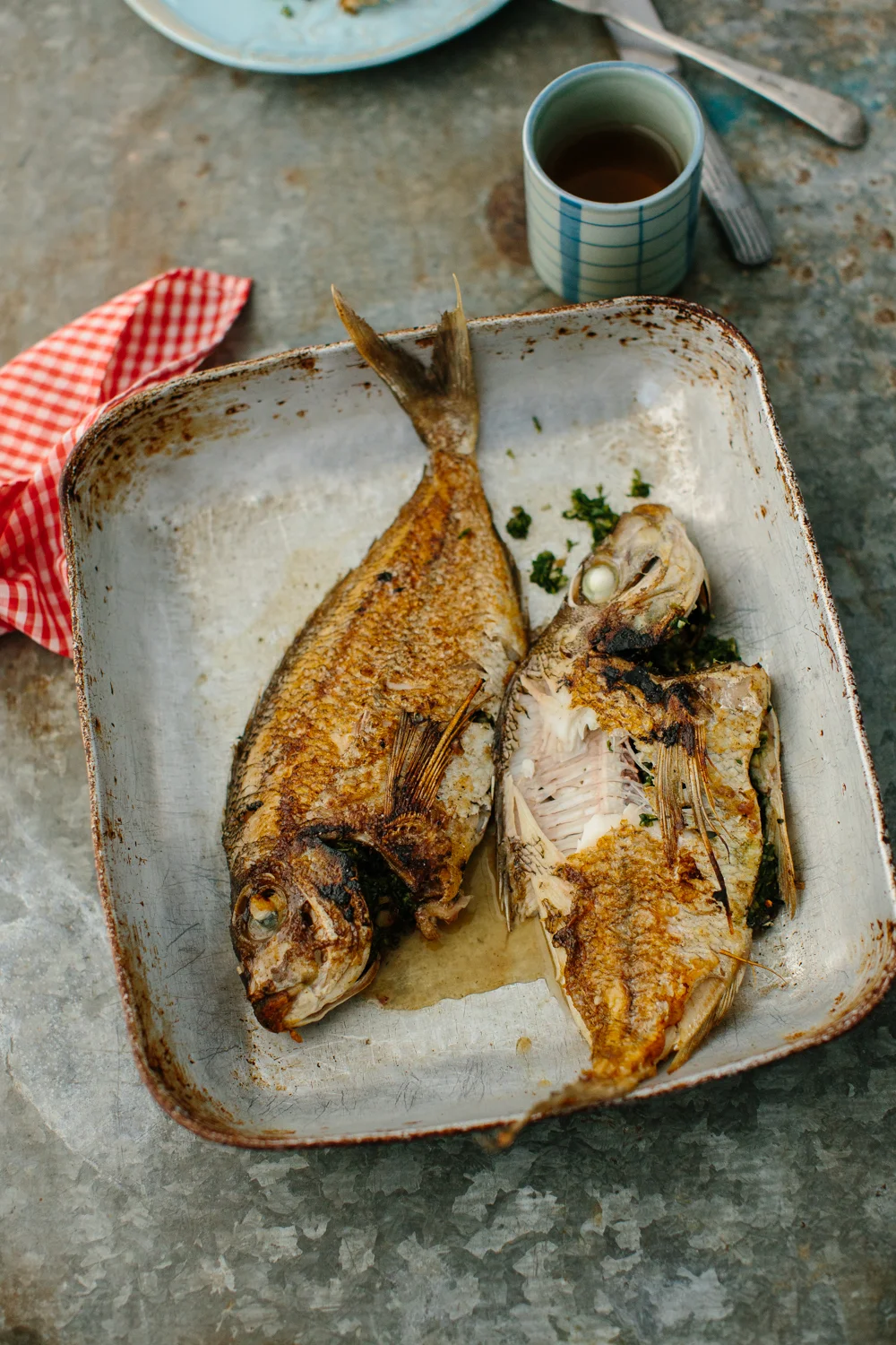 alexandrian sea bream_IMG_DAY 8_0436.JPG