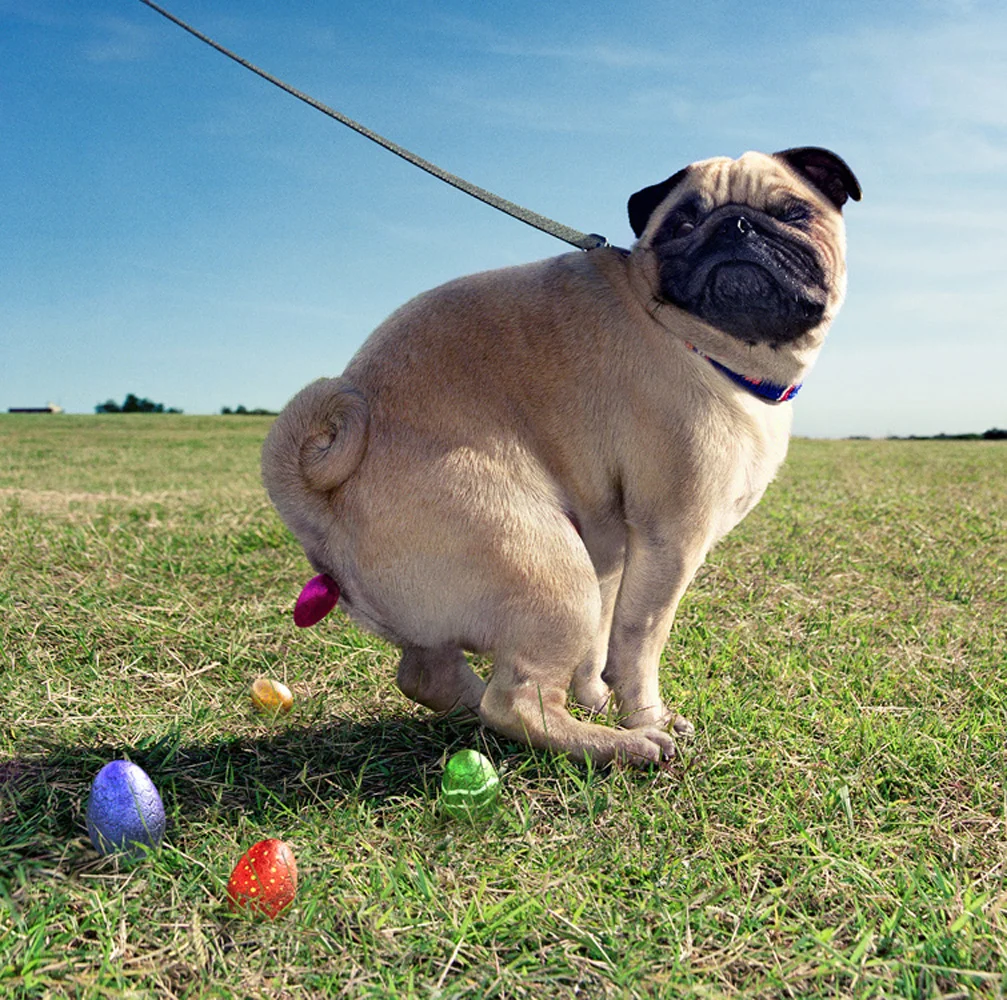 pug-easter.jpg