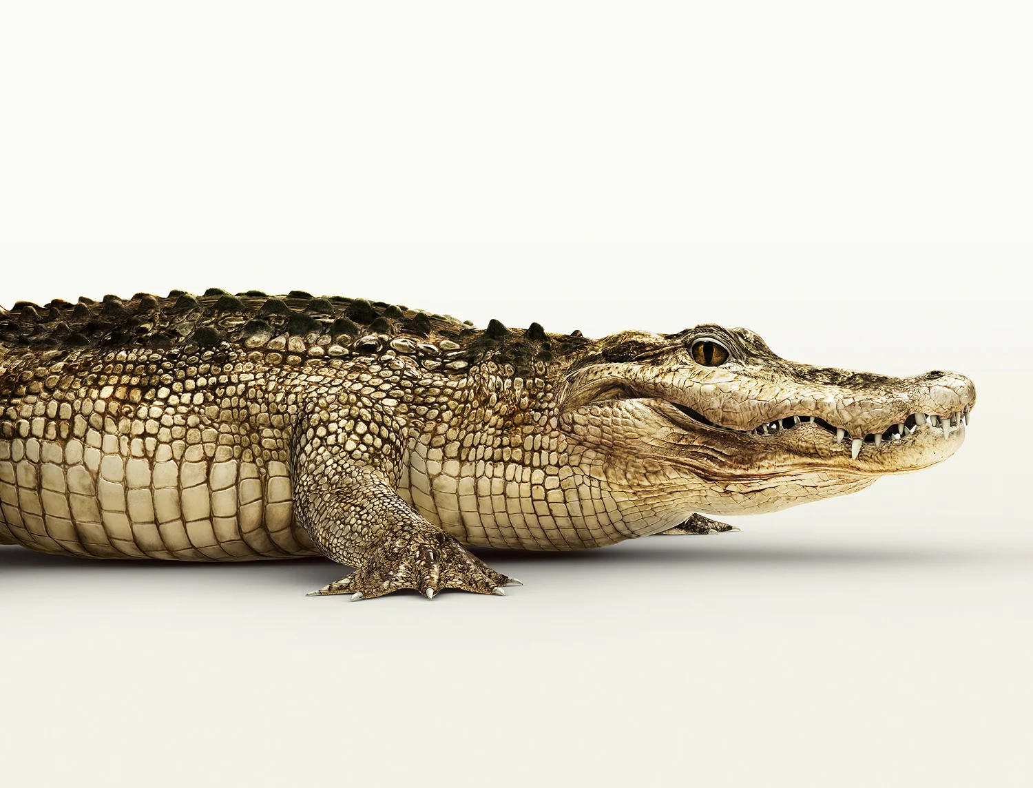 rosken crocodile