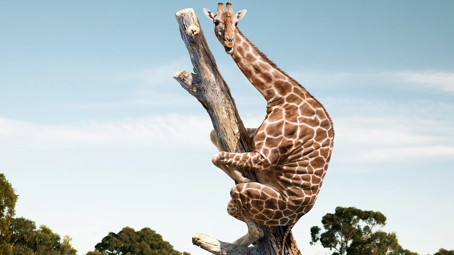 wellington zoo