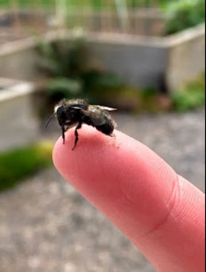 mason bee.JPG