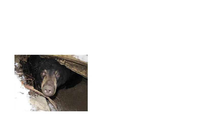 bear1.jpg