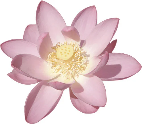 Common Problems during Postpartum and How Ayurveda can Help