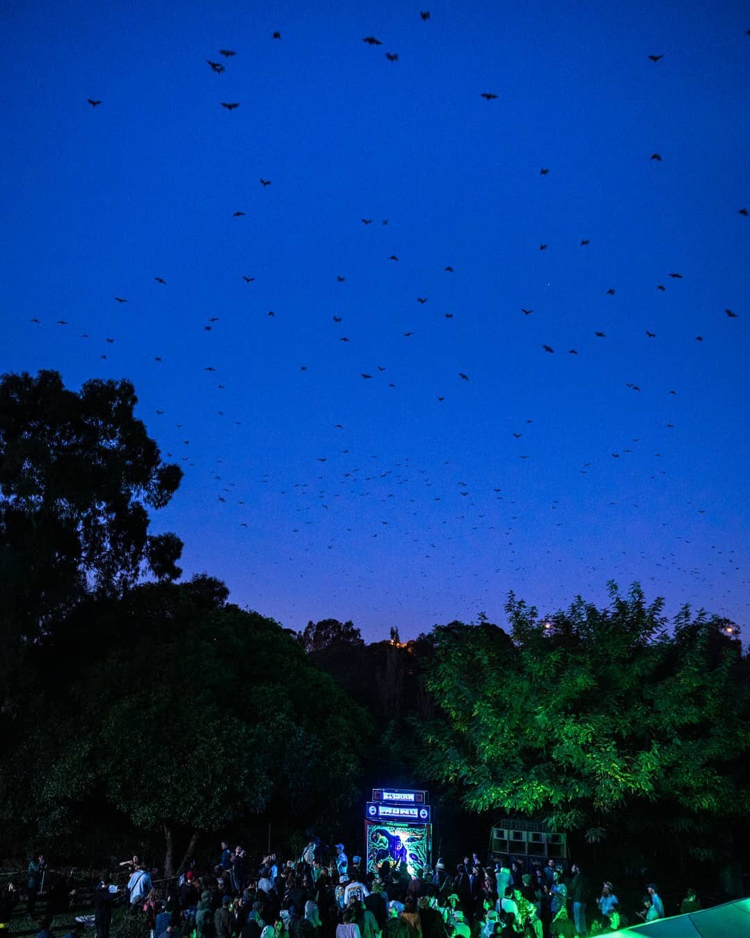 And when you think it can't get any better, because the tunes, the crowd, the vibe, the weather, because everything is already superb... then, only then, thousands of bats start dancing to Cumbia in the sky. Video soon! @elgranmonomelb @hearticalhipo