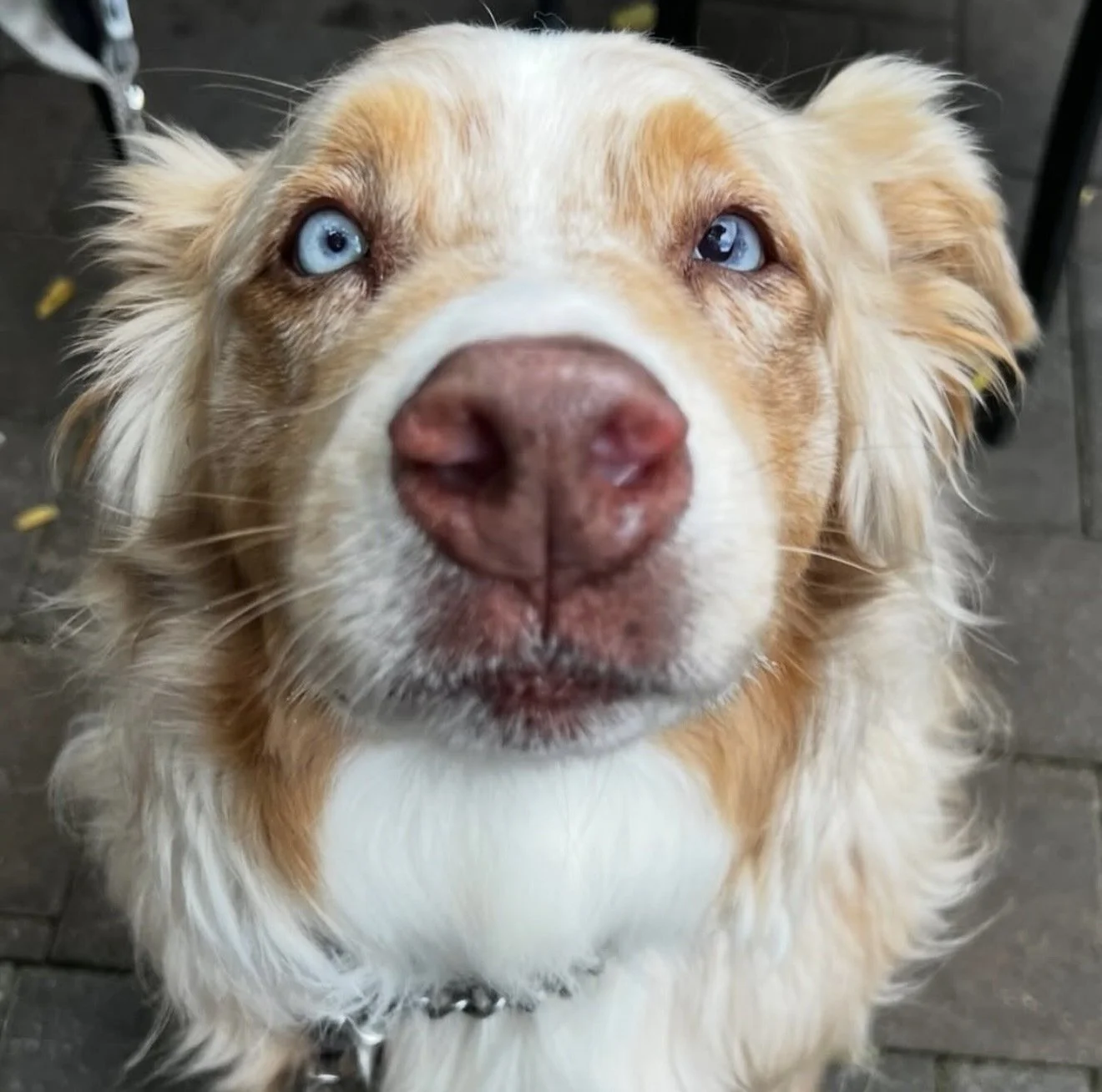 kenai