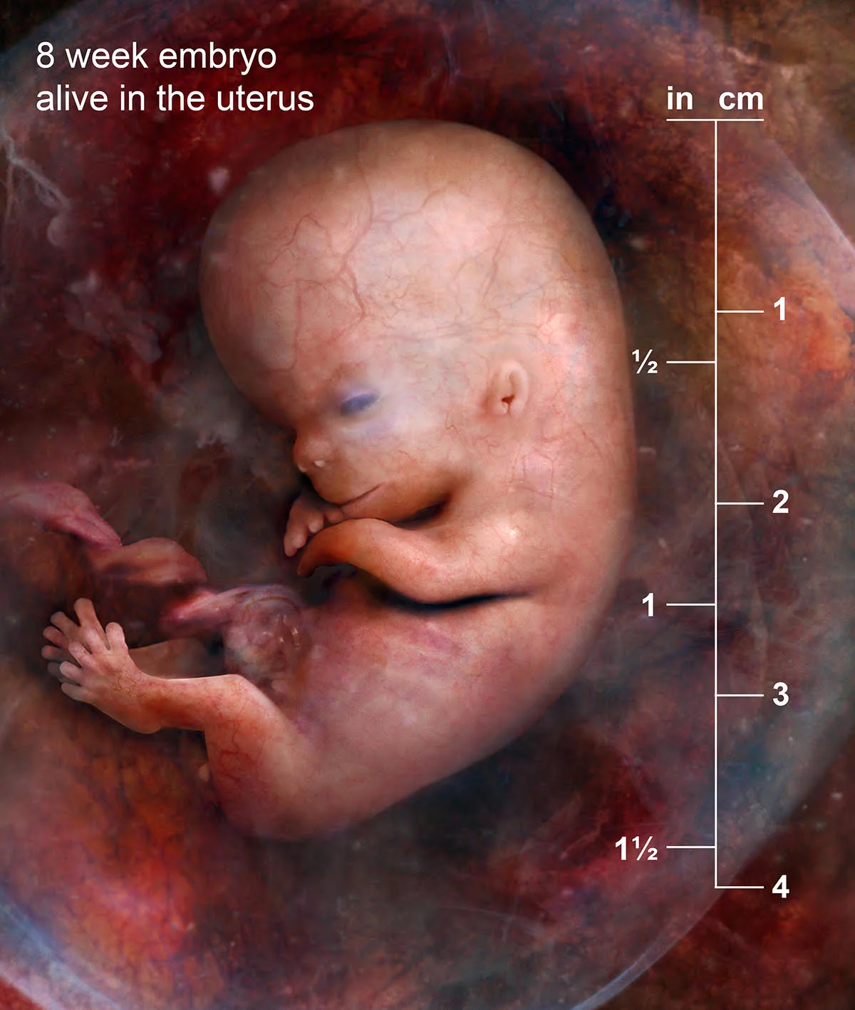 8wk.jpg