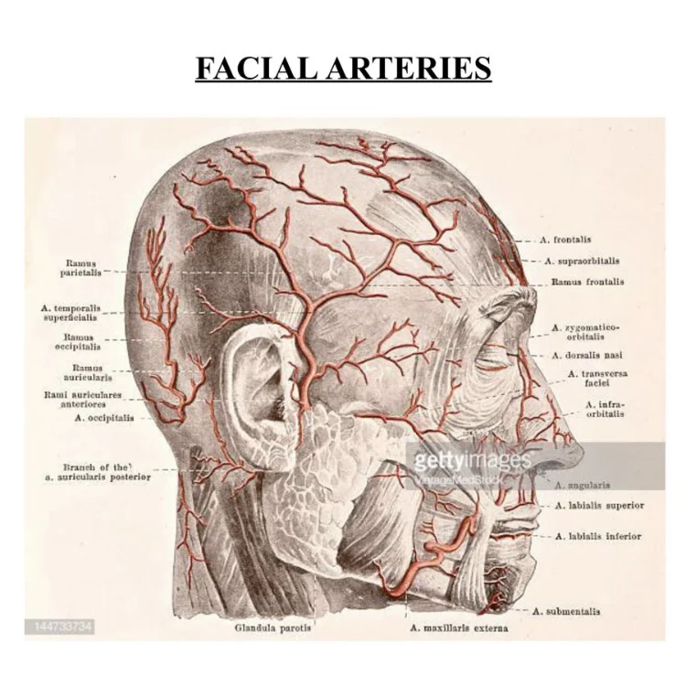 facial veins.jpg
