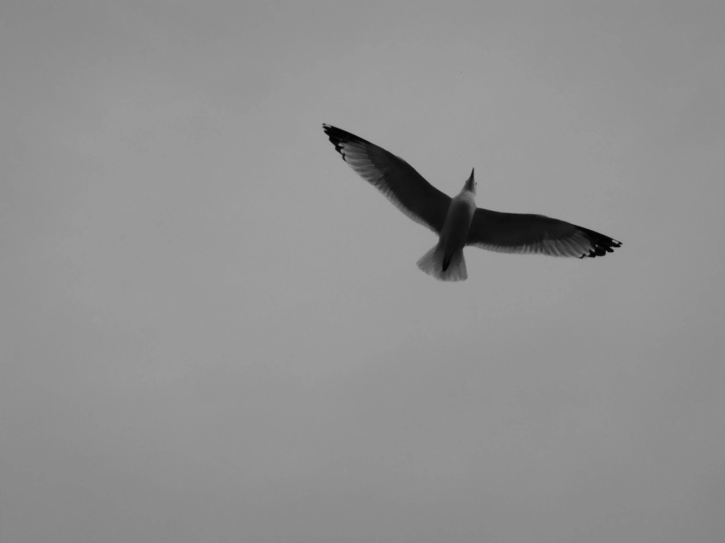 DSCF4526.JPG