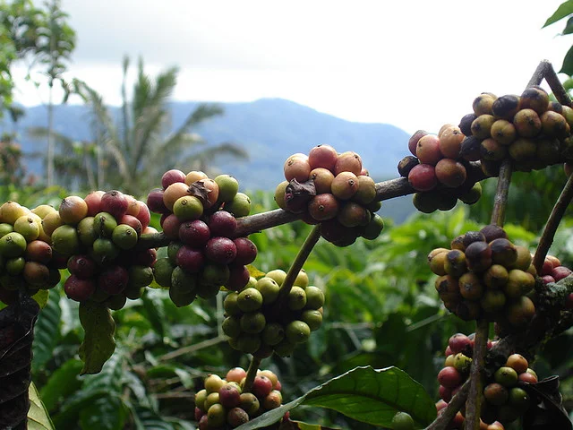 sumatra-coffee-plantation.jpg