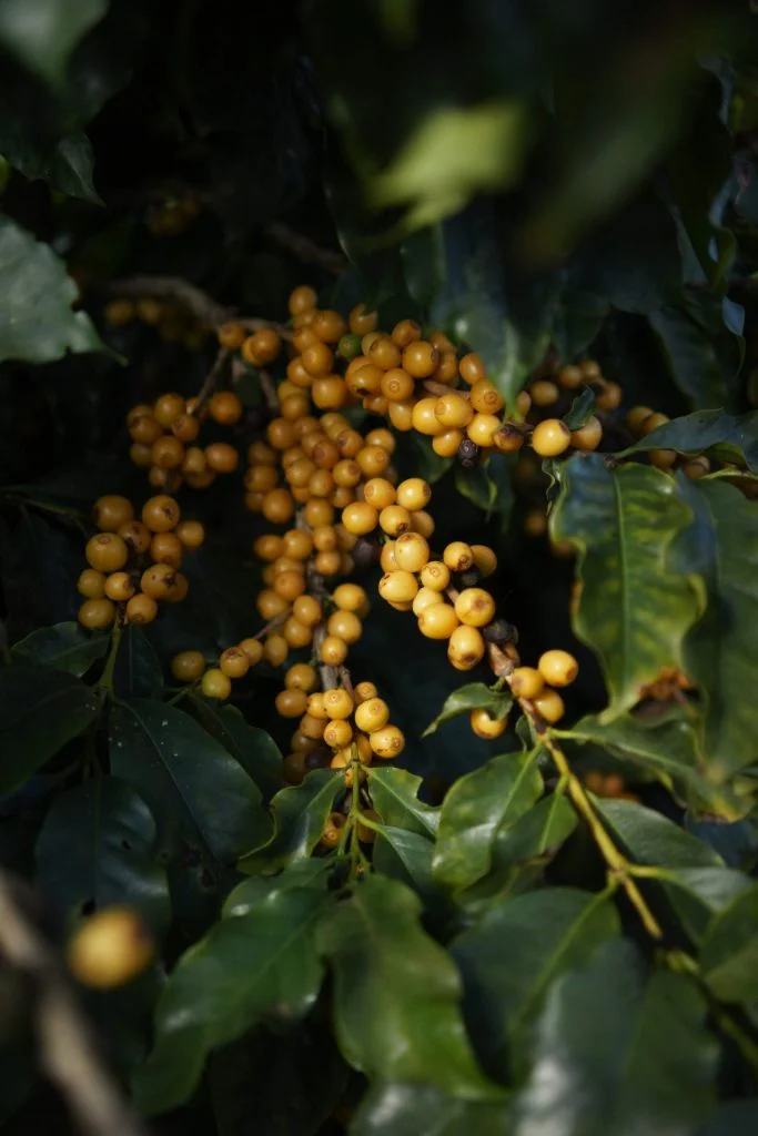 Natural Yellow Catuai 3.jpg
