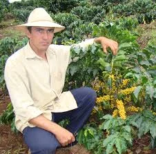 Natural Yellow Catuai 4.jpg