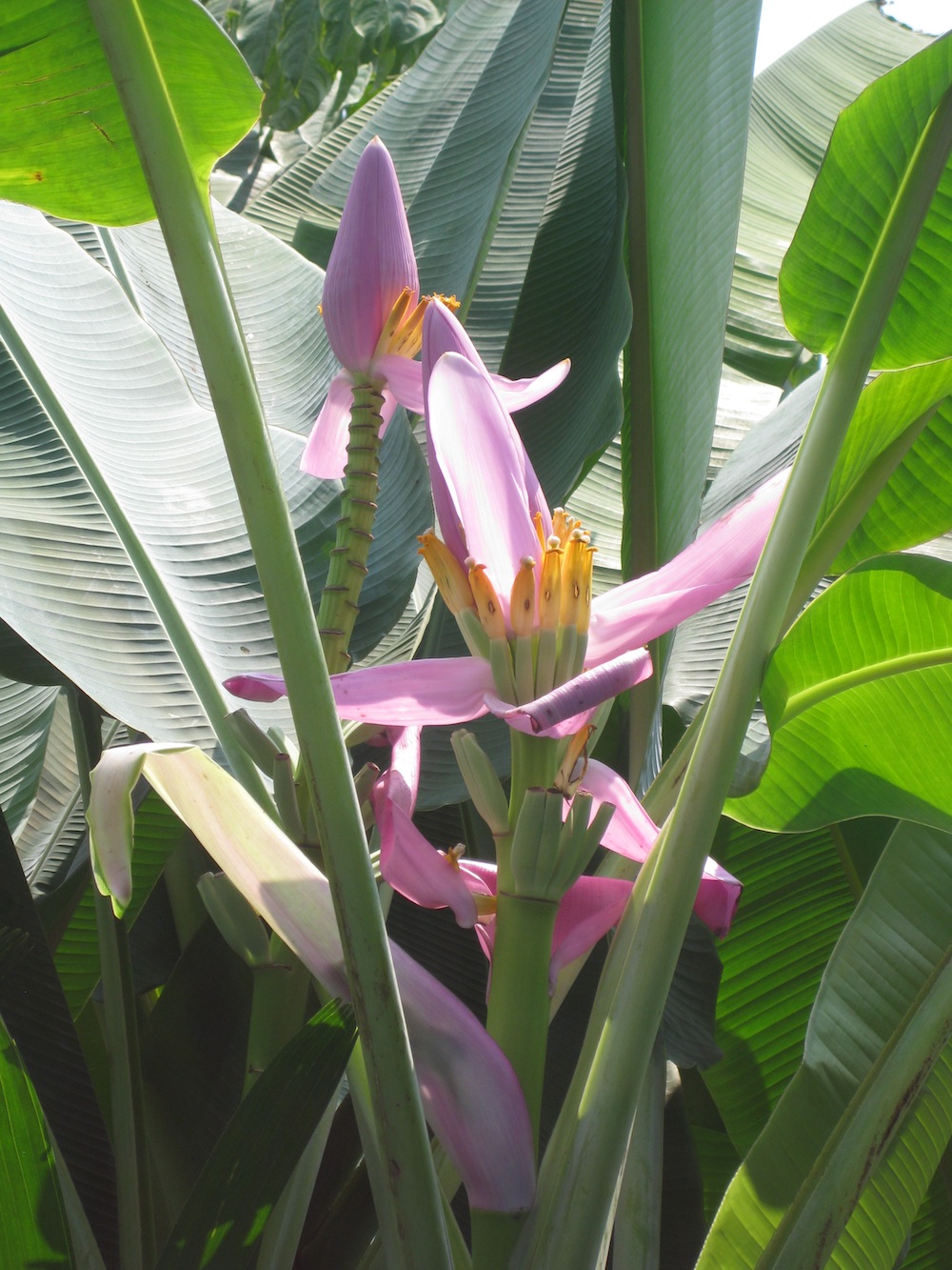 Exotica