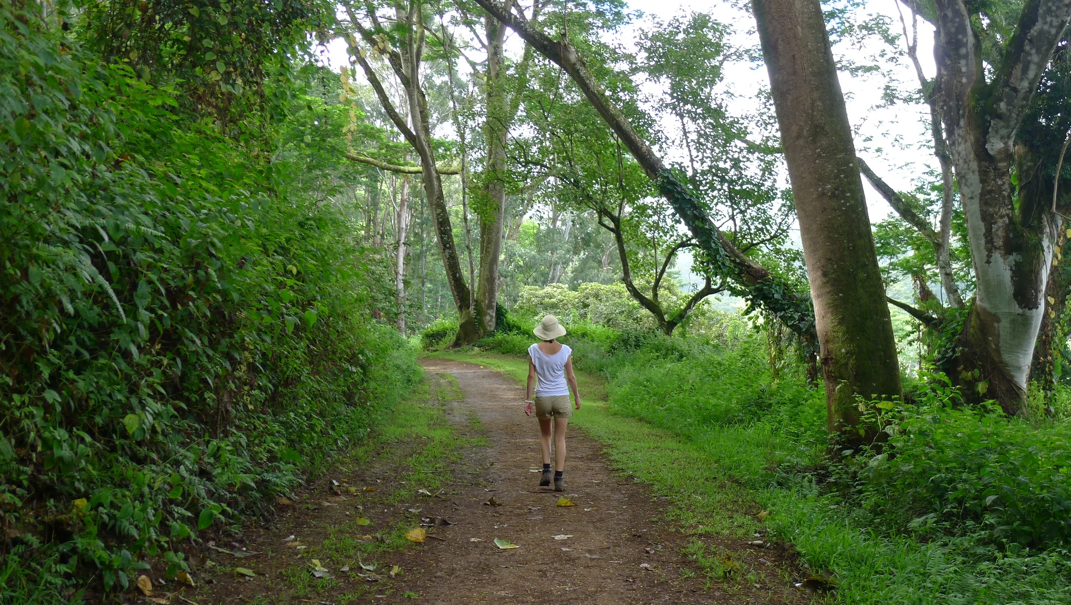 10 Reasons Why A Walk in The Forest Will Rock Your World
