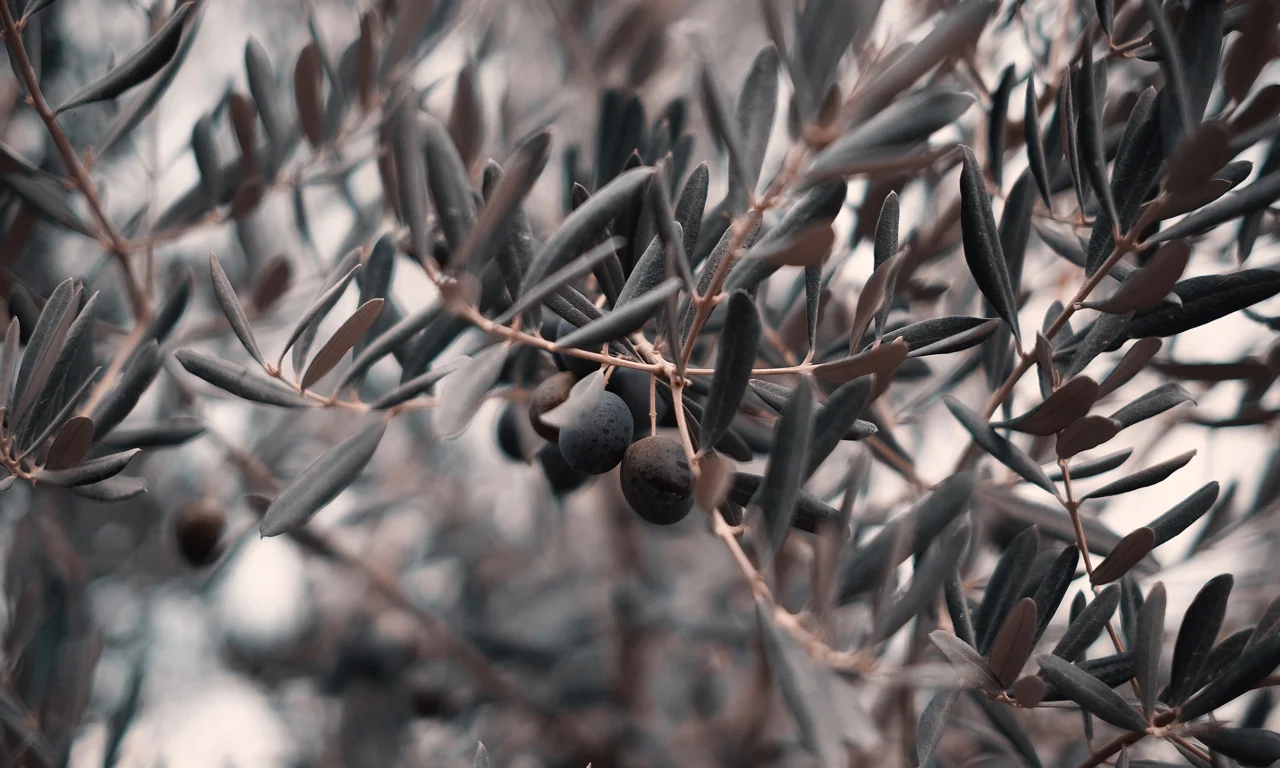 my name was gabriella, i grew wheat and olives