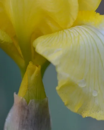 Parrot Fish (Iris Bud)