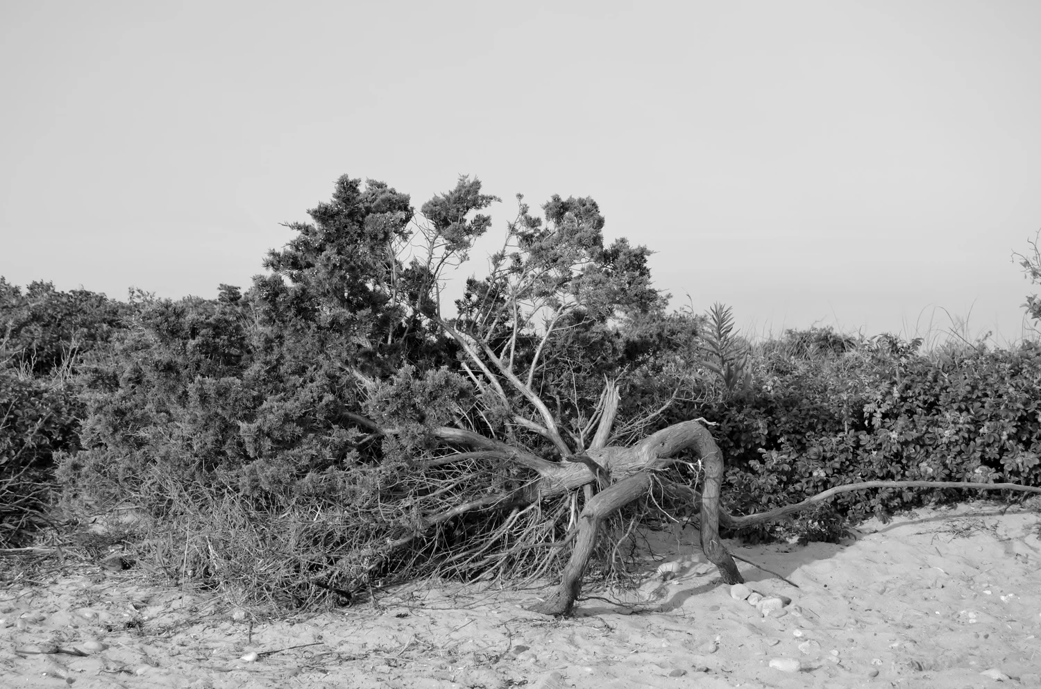 Beached Tree