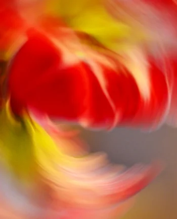 Amaryllis 1