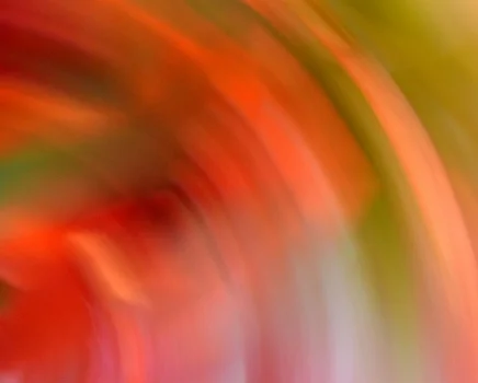 Amaryllis 2