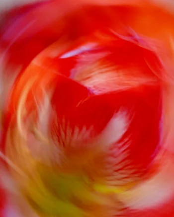 Amaryllis 3