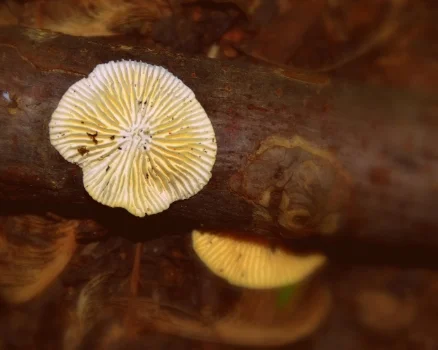 Fungi