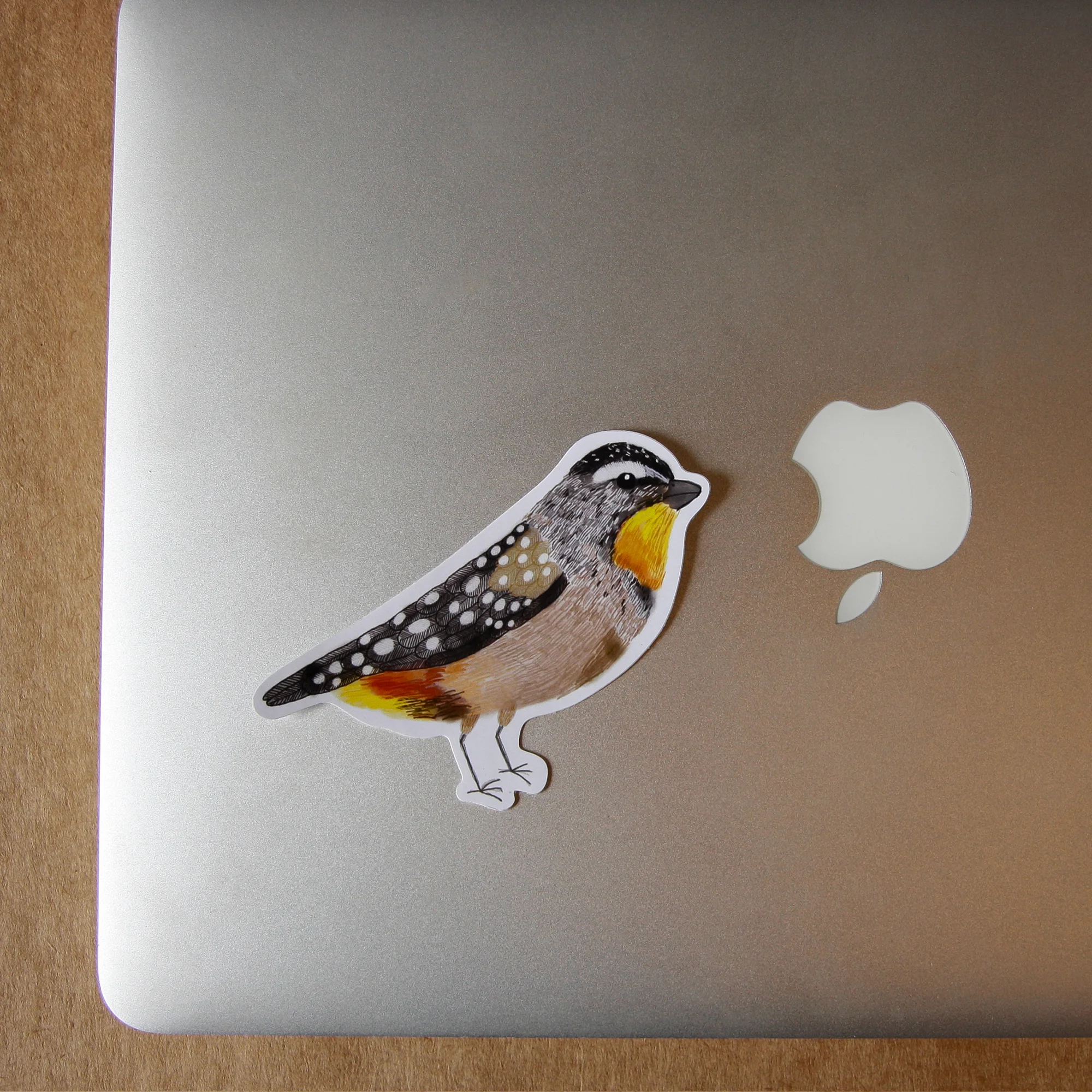 Pardalote_03.jpg