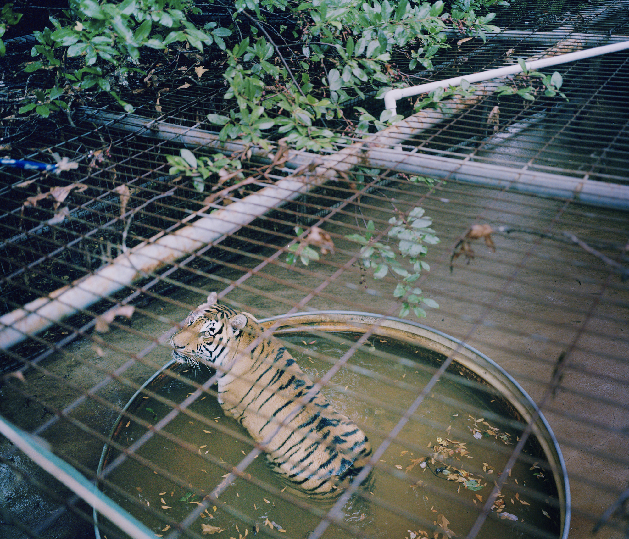 JL_tiger06.jpg